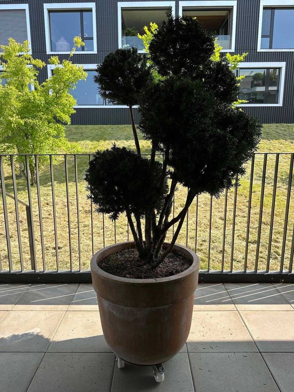 Eibe (Taxus baccata), kunstvoll in Niwaki-Form (Wolkenform) (Gebraucht) in  Feusisberg fr CHF 1100  nur Abholung auf Ricardo kaufen