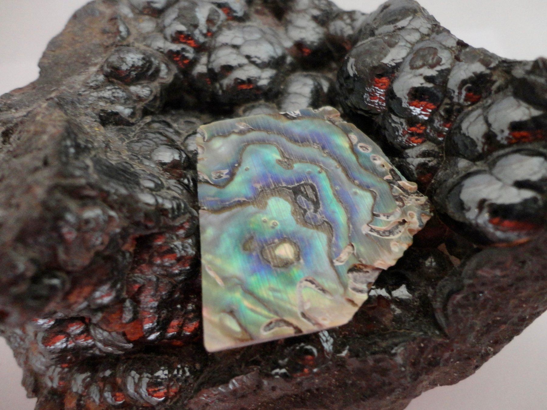 Fossiles: Abalone Paua Muschel Scheibe – Neuf (Voir description) à Biberist par Steine