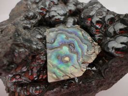Abalone Paua Muschel Scheibe