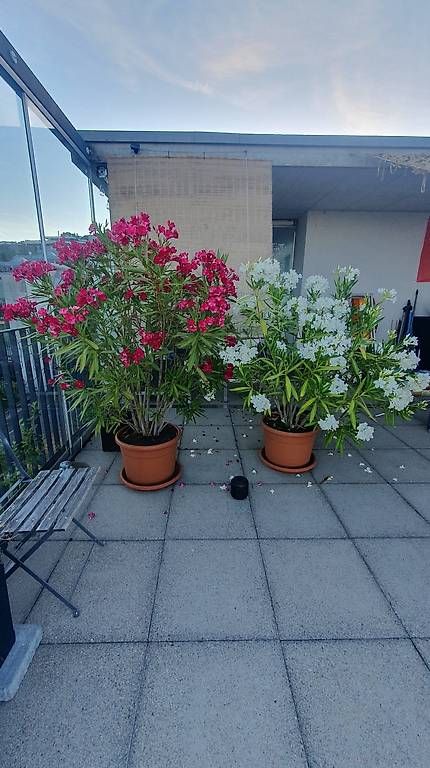 Piante & sementi: Oleander  ca 160cm – Usato da Bellikon venduto da Gecko031069 1