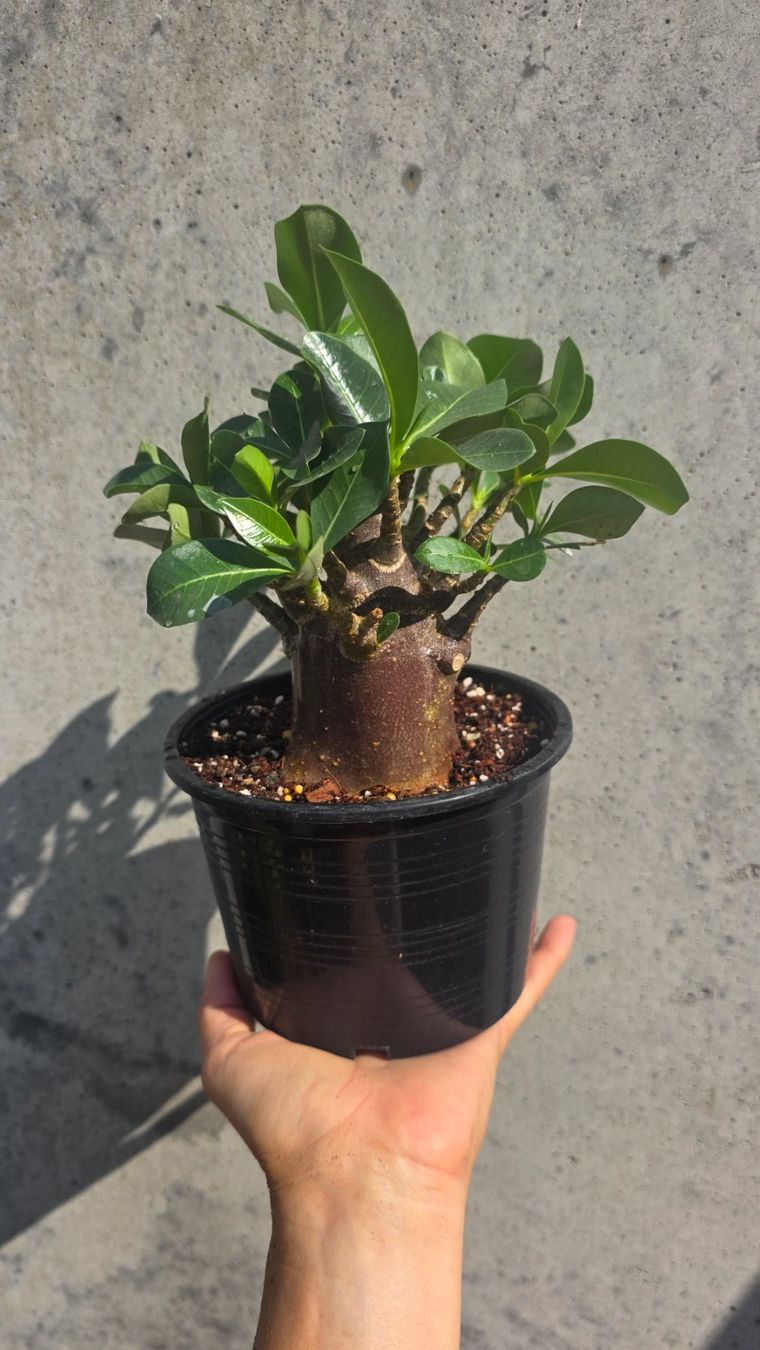 Pflanzen & Samen: Adenium Black Skin / Wüstenrose – Gebraucht aus St.Erhard von Plumilandschweiz 2
