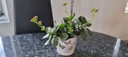 Schöne Zimmerpflanze Kalanchoe im Topf zu verkaufen.