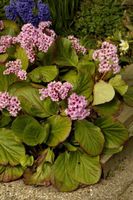 Bergenie - Bergenia cordifolia - 250 Samen