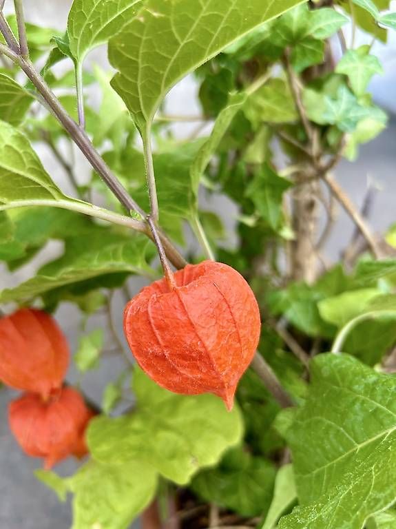 Plantes & graines: Physalis  – Neuf avec emballage d'origine à Frauenfeld par Irene.Schuppli 3