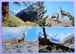 Piz Palü / Gemsen, Steinbock / Roseg-Gruppe
