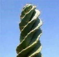 C. forbesii spiralis CACTUS SPIRALE 10g