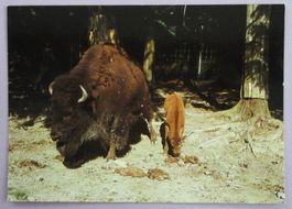Zoo de Servion, Bison et son petit