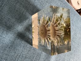 Briefbeschwerer silber Distel im Kunstharzblock