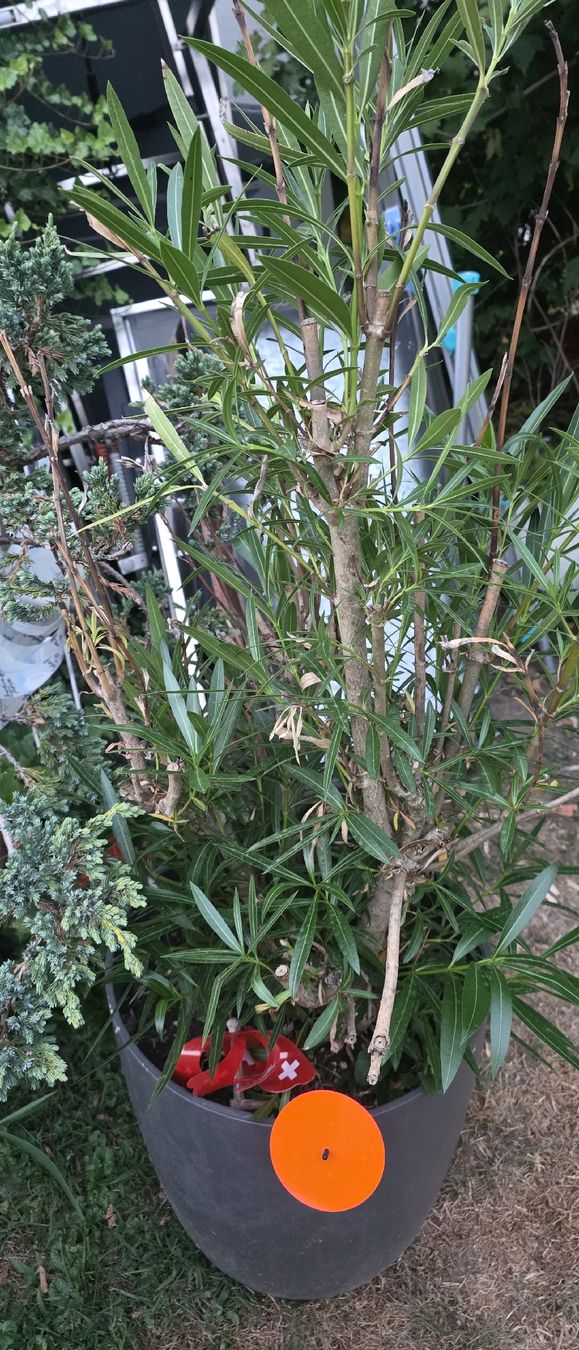 Plantes & graines: Oleander Pflanze im Topf ca. 150 cm gross – D'occasion à Riedikon par Winter21. 1
