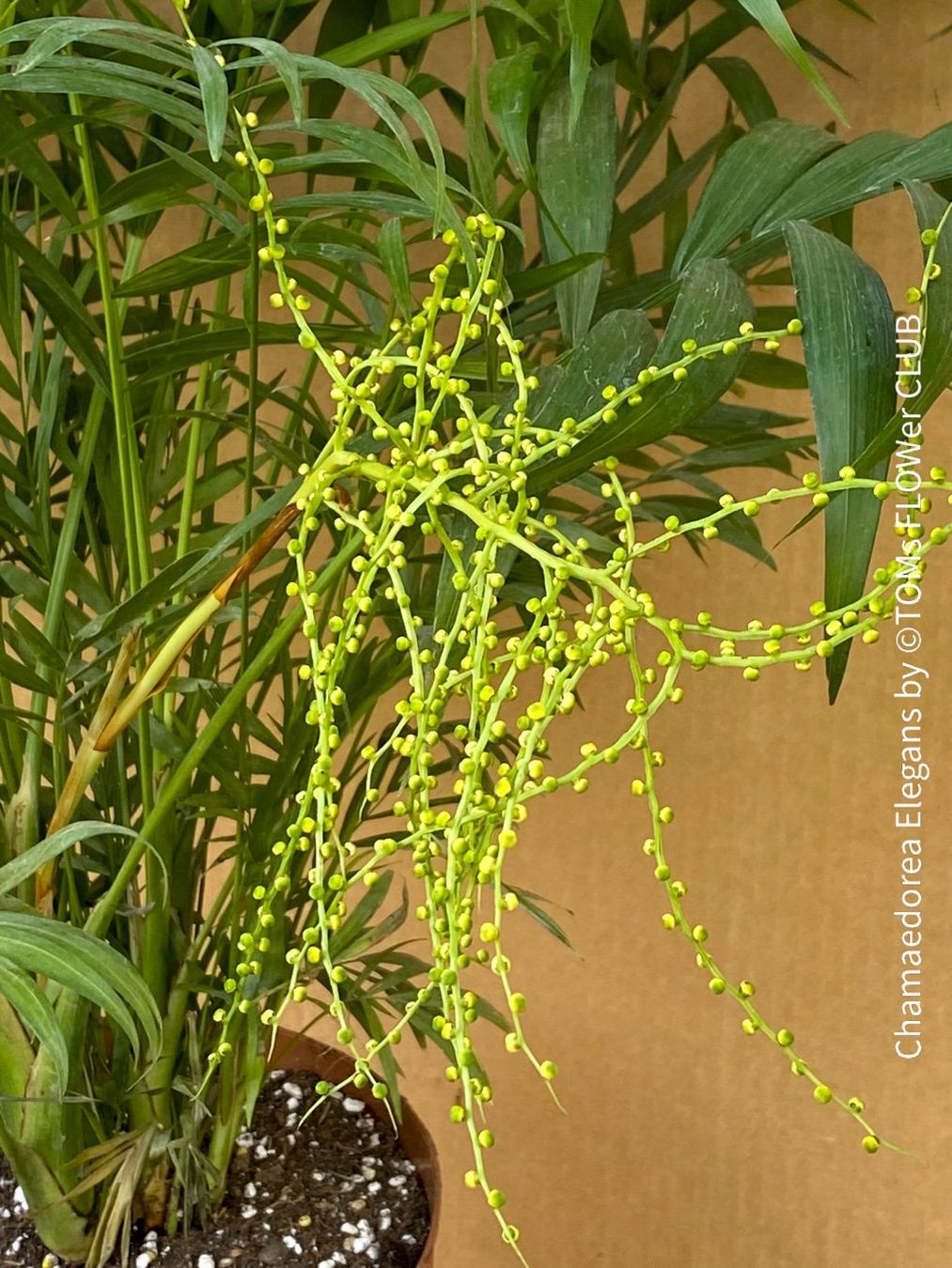 Piante & sementi: Chamaedorea Elegans - Bergpalme - bedingt winterhart – Nuovo e nell'imballaggio originale da Adliswil venduto da astom369 1