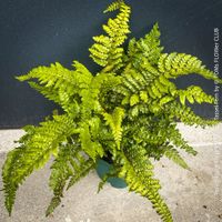 POLYSTICHUM POLYBLEPHARUM – GLANZSCHILDFARN für den Garten