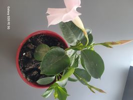 Rosa Mandevilla im Topf, ideal für Balkon - Sommer!