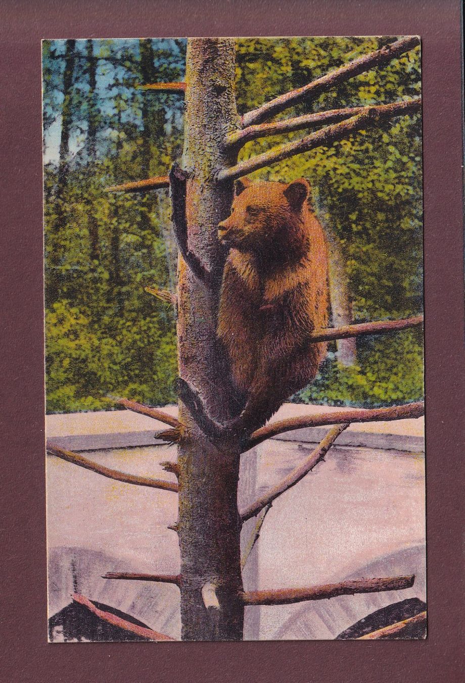 Cartoline postali: BASEL - Zoo - Bärenzwinger - 1921 – Usato da Pully venduto da nicecards