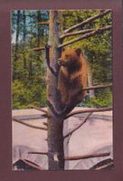 BASEL - Zoo - Bärenzwinger - 1921