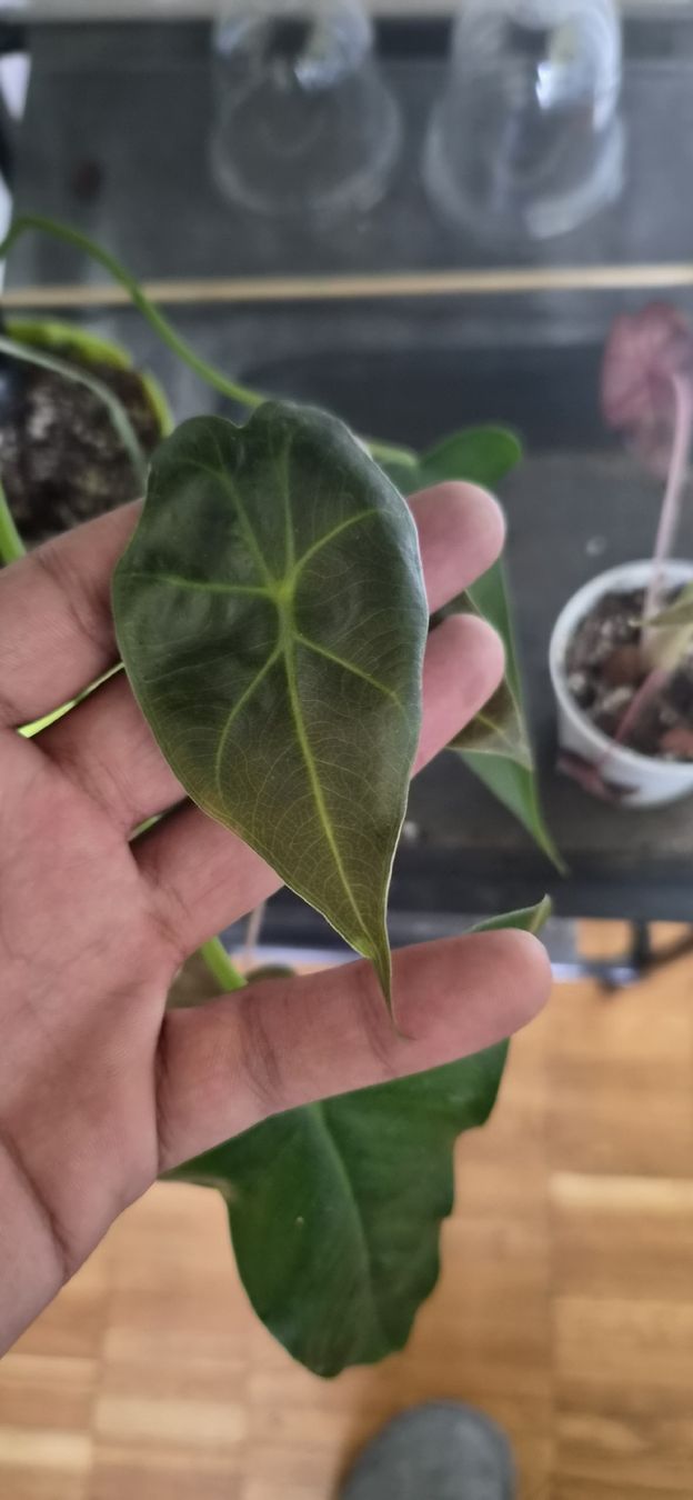 Piante & sementi: Alocasia - Maya  – Usato da Pregassona venduto da maslud 1