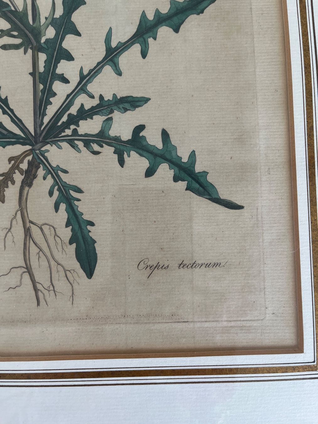 Foto & Immagini: Antike botanische Stiche, 2er Set, gerahmt – Usato da Spiegel b. Bern venduto da Burdicrew 2