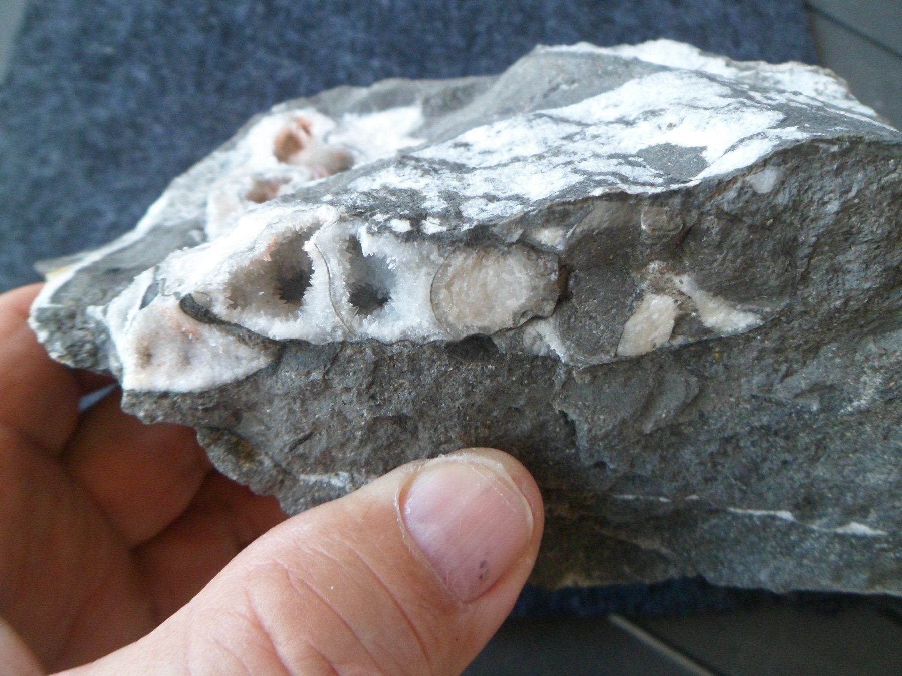 Fossili: Ammonit Selten Schweiz – Usato da Affoltern am Albis venduto da Fossil60 3