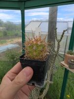 Echinopsis atacamensis