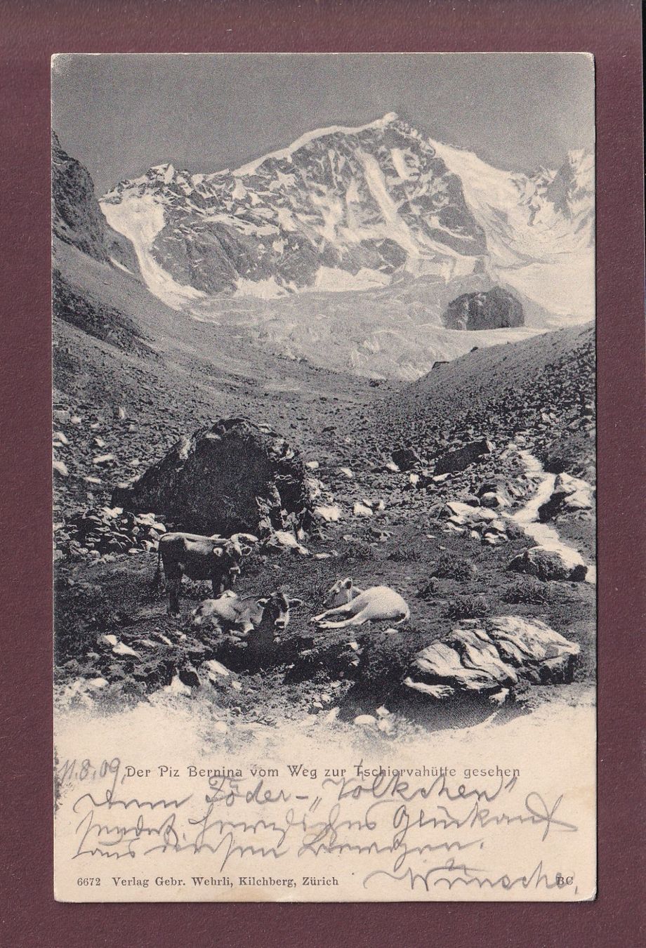 Ansichtskarten: PIZ BERNINA - Kühe - 1909 – Gebraucht aus Pully von nicecards