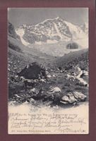 PIZ BERNINA - Kühe - 1909