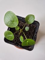 Glückstaler Ufopflanze Peperomioides im Topf