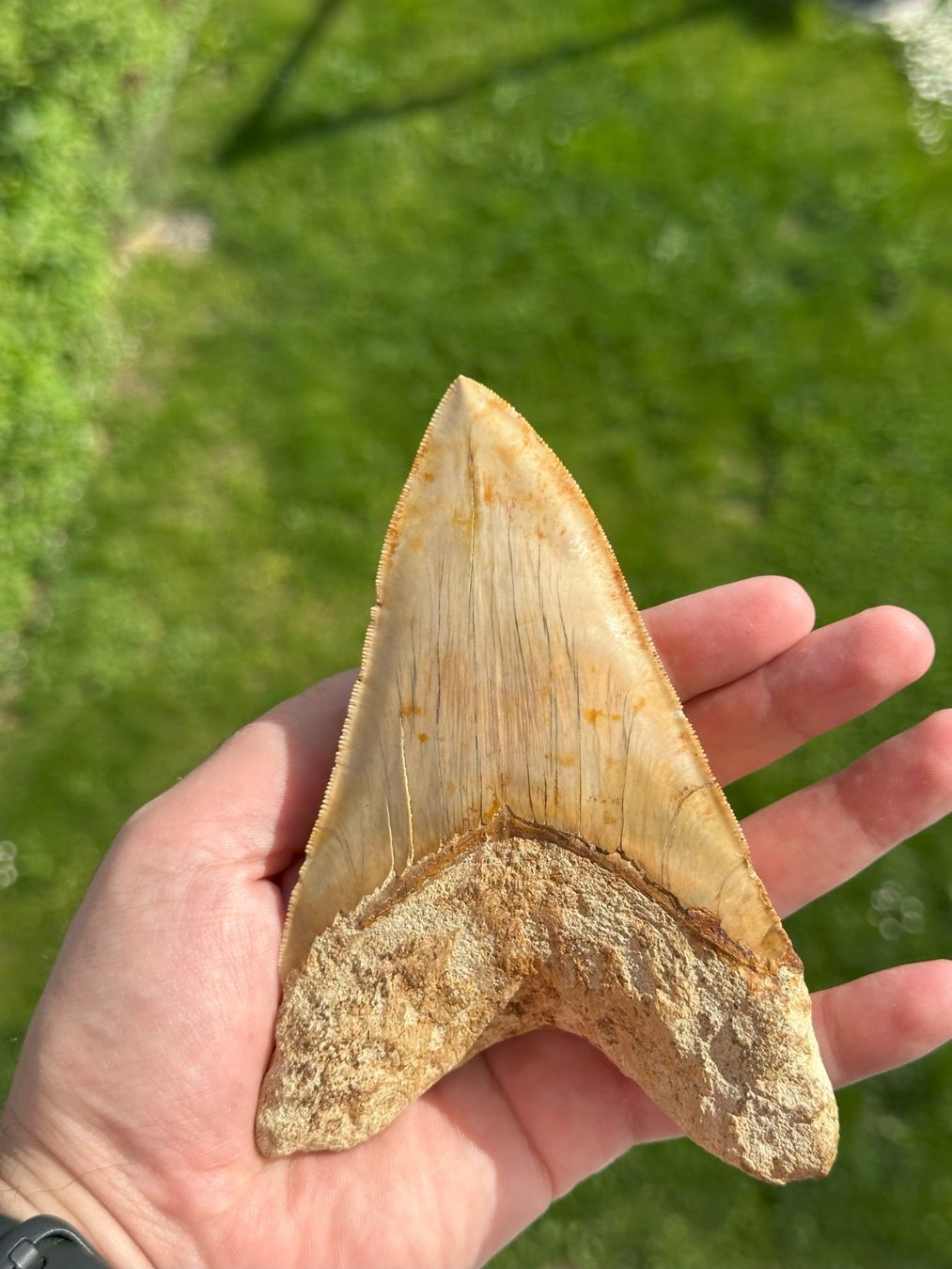 Fossilien: riesiger top Megalodon Zahn Indonesien – Gebraucht aus schüpfen von rica122 4