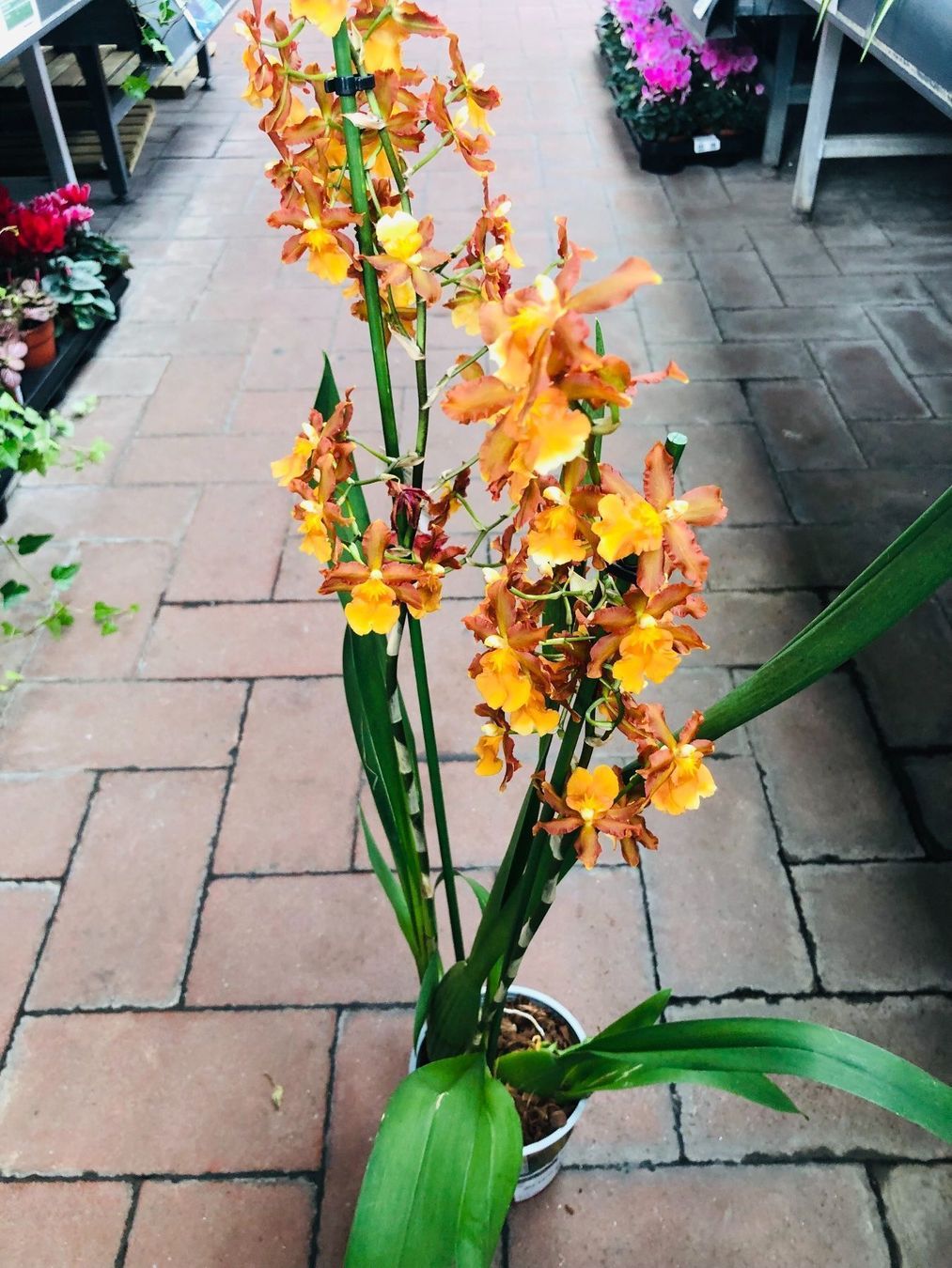 Piante & sementi: Seltene Orchidee XL 60-80 cm  CAMBRIA – Nuovo e nell'imballaggio originale da Rovio venduto da POSITIFFARTandPLANTS 5