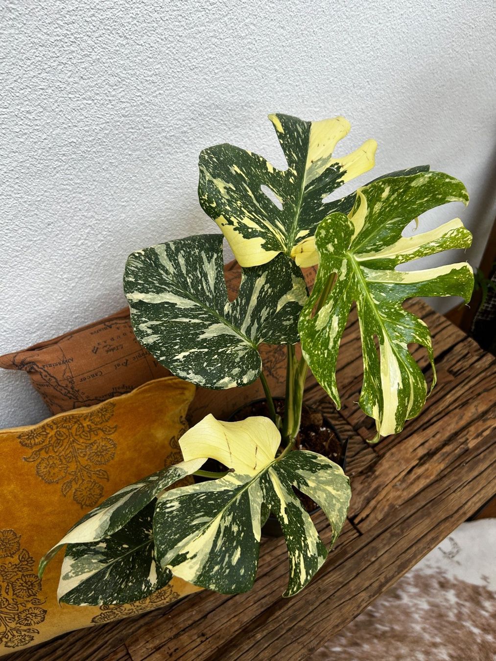 Piante & sementi: Monstera Thai Constellation💚 – Usato da Wattwil venduto da Mikesplantshop 3