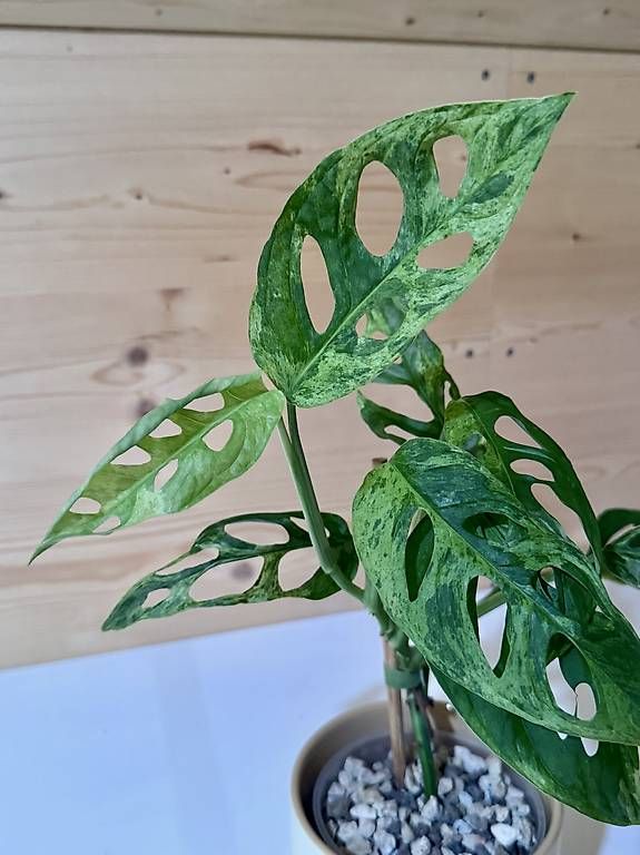 Plantes & graines: Monstera Adansonii Indonesian Marble – D'occasion à Sevelen par AS.Plants