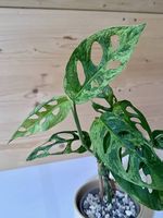 Monstera Adansonii Indonesian Marble