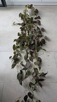 Philodendron micans in mineralischem Substrat 