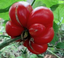 Ab 5.- fr 3 Samen rare Fleischtomate "REISETOMATE" Guatemala