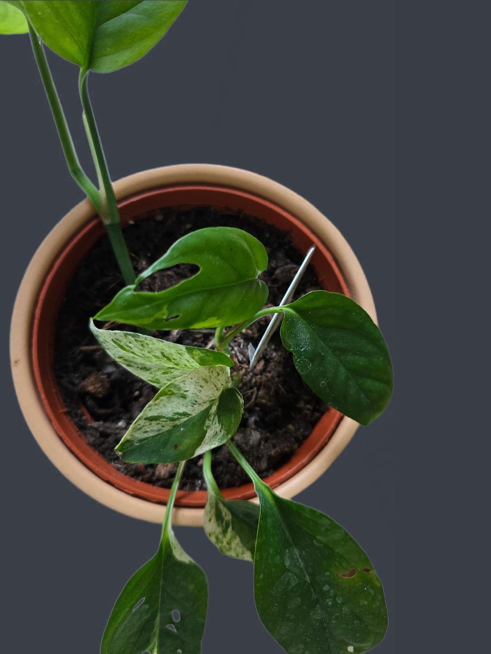 Pflanzen & Samen: Epipremnum 'Marble' Variegata – Neu (gemäss Beschreibung) aus Aarburg von Glitzerzauber 3