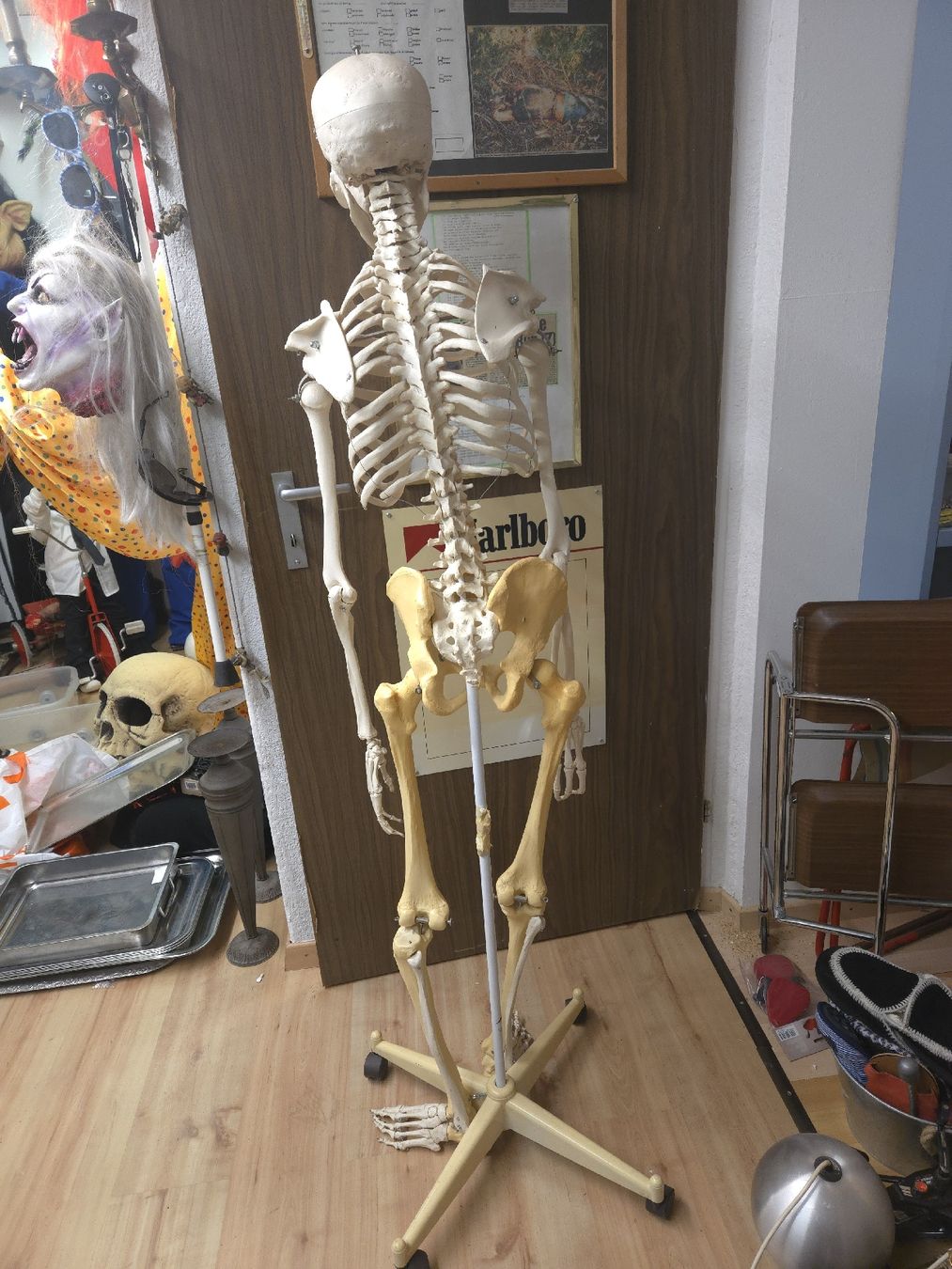 Bambole: Skelet 156 cm Höhe 2 Farbig  – Usato da Oberglatt ZH venduto da albarpitsch 3