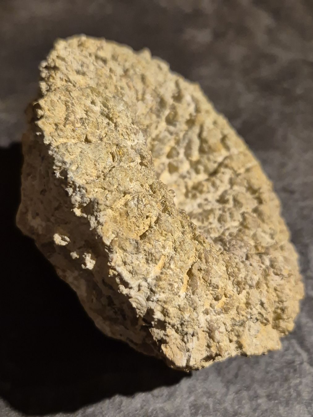 Fossili: Fossil/Versteinerung – Nuovo (secondo la descrizione) da Abtwil SG venduto da Adler770 2
