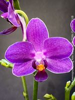 Phalaenopsis Ching Ann Mary - einzigartig LILA Phalaenopsis