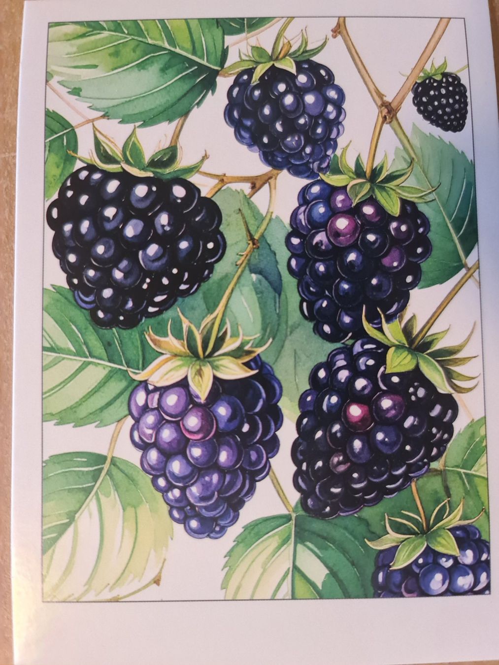 Cartoline postali: Ansichtskarte Brombeeren – Nuovo (secondo la descrizione) da Dintikon venduto da Vexi