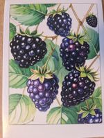 Ansichtskarte Brombeeren