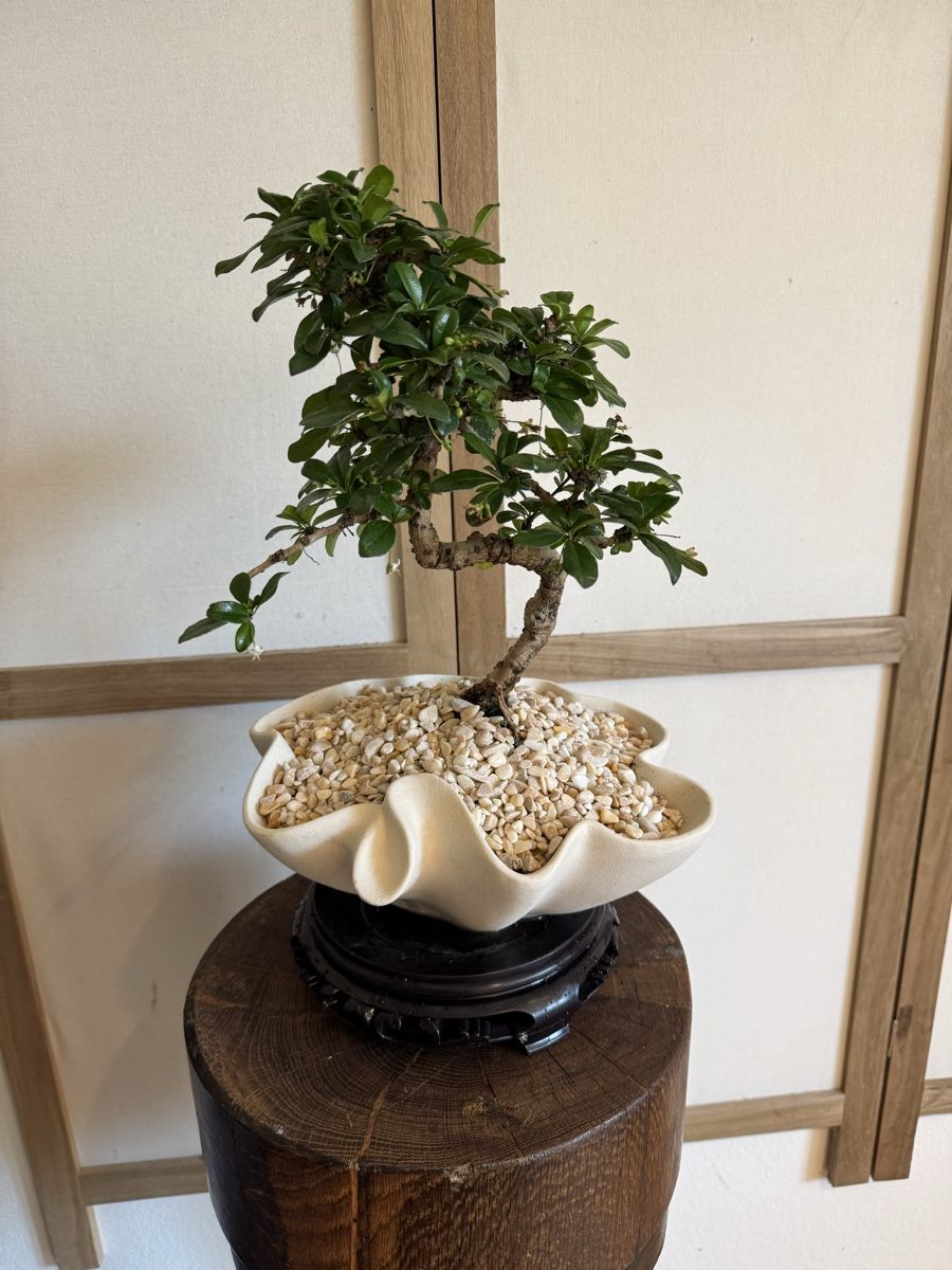 Piante & sementi: Fukientee Bonsai im Topf mit Untersetzer – Usato da Rümlang venduto da Gruseh.ch 3