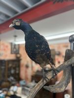 Prächtiges Tierpräparat Ährenträgerpfau (Grüner Pfau) – Rari