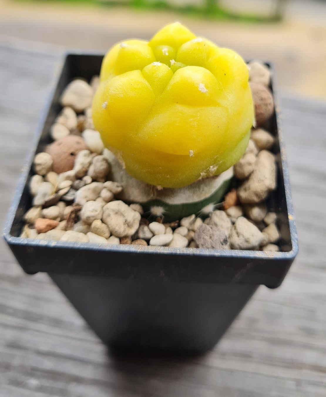 Pflanzen & Samen: Lophophora Diffusa Variegata Graft – Gebraucht aus Basel von fra_h7bq 2