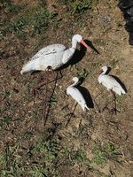 Gartendeko sucht neues Zuhause 