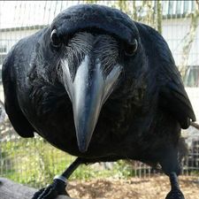 Profile image of BlackCrow