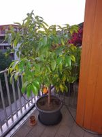 Pompelmobaum im Topf, mit Frucht, guter Zustand
