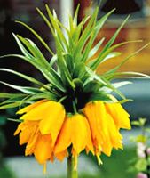 FRITTTILARIA LUTEA : 1 erwachsenes Rhizom + Pflege  Infos