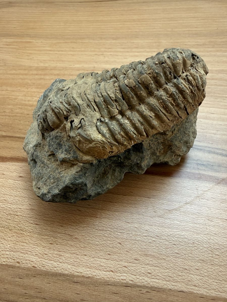 Fossili: Versteinerter Trilobit – Usato da Grenchen venduto da Bastet007 1
