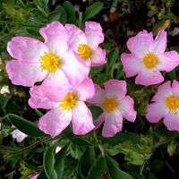 Hellrosa Cistrose - Cistus 'Grayswood Pink' - 300 Samen