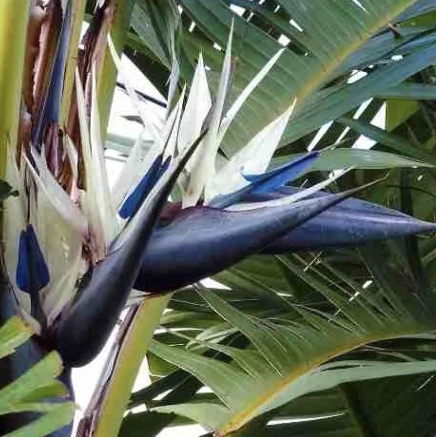 Pflanzen & Samen: XL Strelitzia " Augusta "oder "Alba", 100 cm hoch NUR 1 STK! – Neu und originalverpackt aus Rovio von POSITIFFARTandPLANTS 1