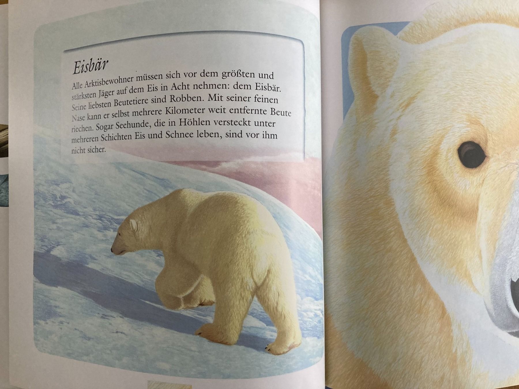 Libri: TIERE  IN  EIS  UND  SCHNEE      PATMOS Verlag – Usato da Subingen venduto da Etageren 6