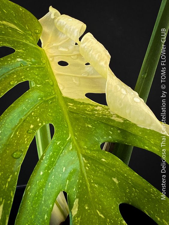 Schone Monstera Neuer Trieb Fotos